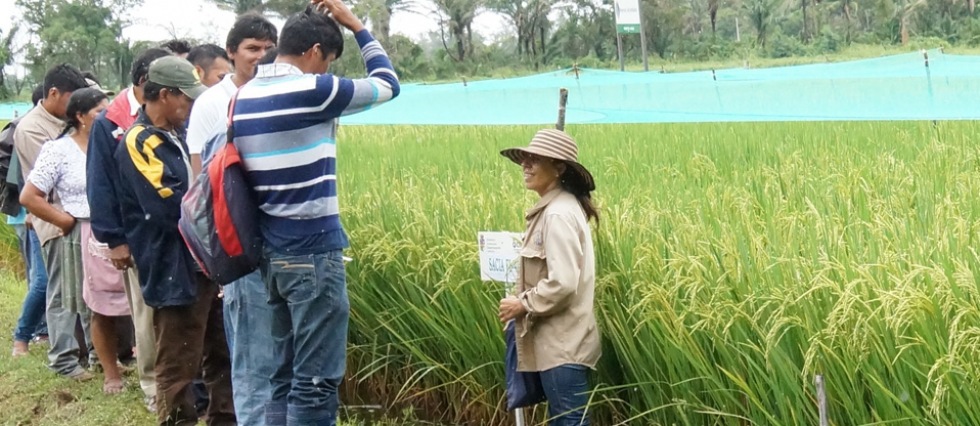 CIAT pone a disposición de productores dos nuevas variedades de arroz