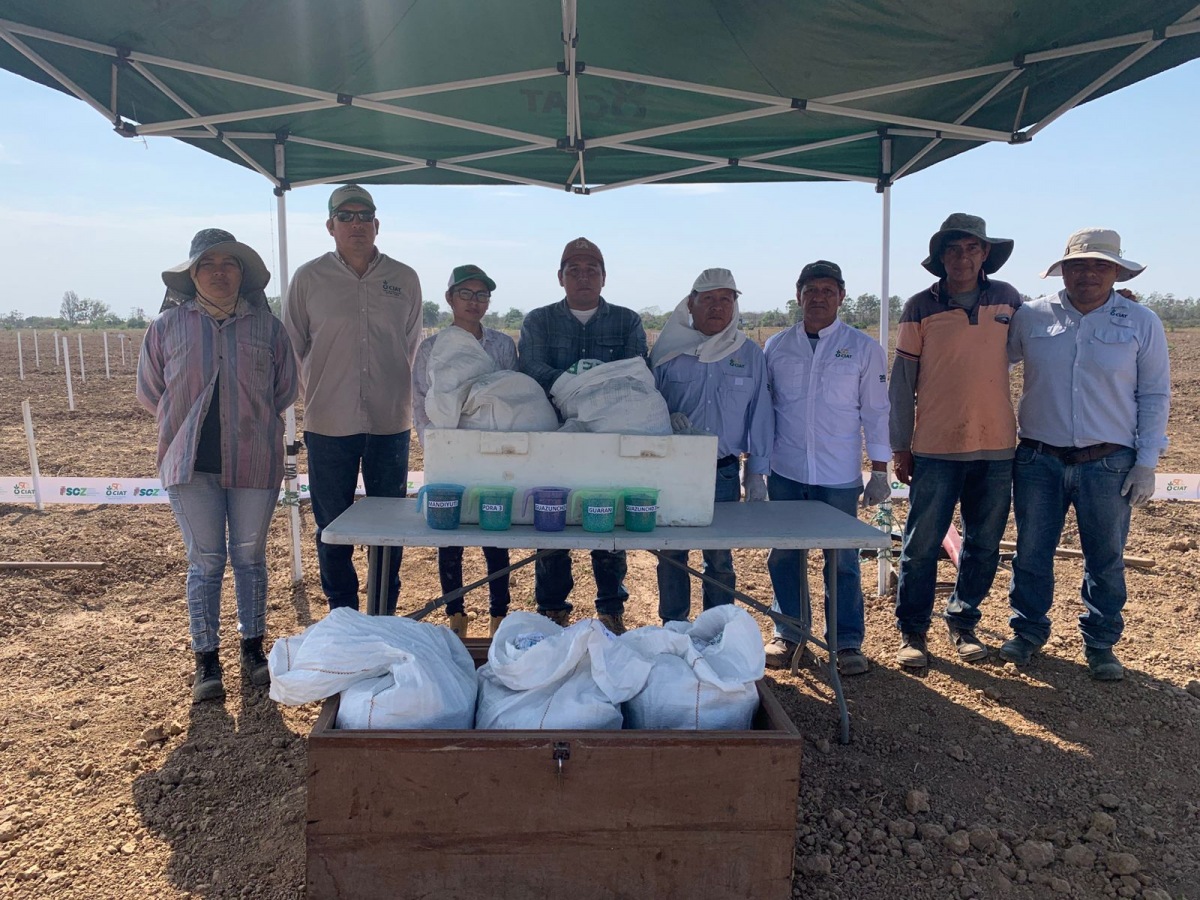 Segunda validación agronómica de tres variedades de algodón genéticamente modificado Segunda validación agronómica de tres variedades de algodón genéticamente modificado