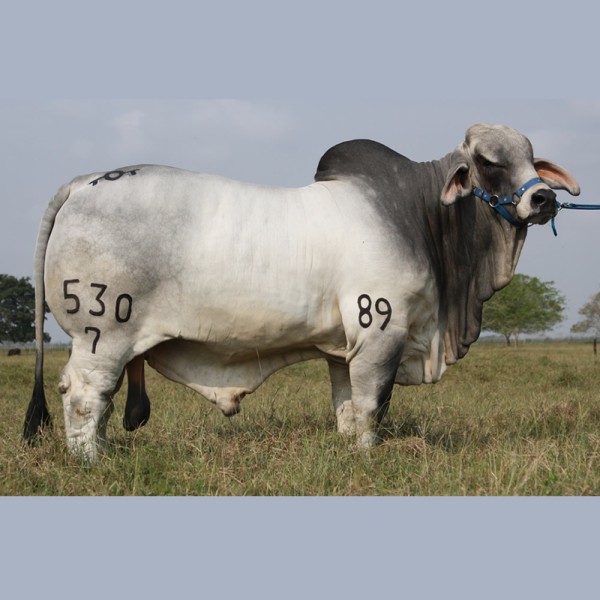 Toro con prueba andrológico reproductores