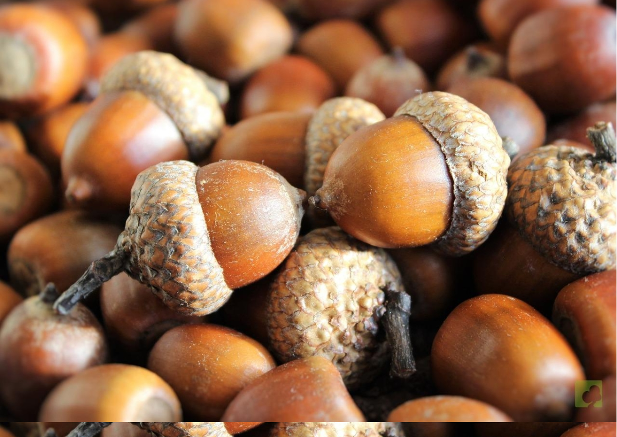 imagen de galeria
