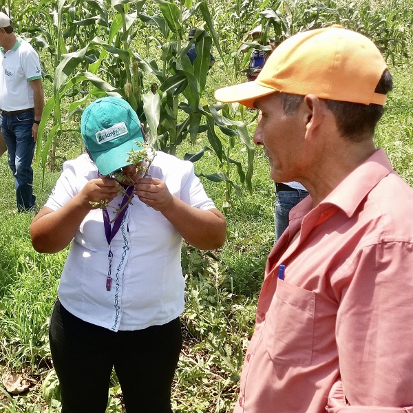 Asistencia Técnica