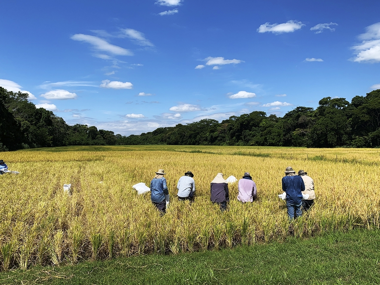 Mejoramiento y difusión de tecnologías  del cultivo de arroz en zonas productoras del departamento de Santa Cruz