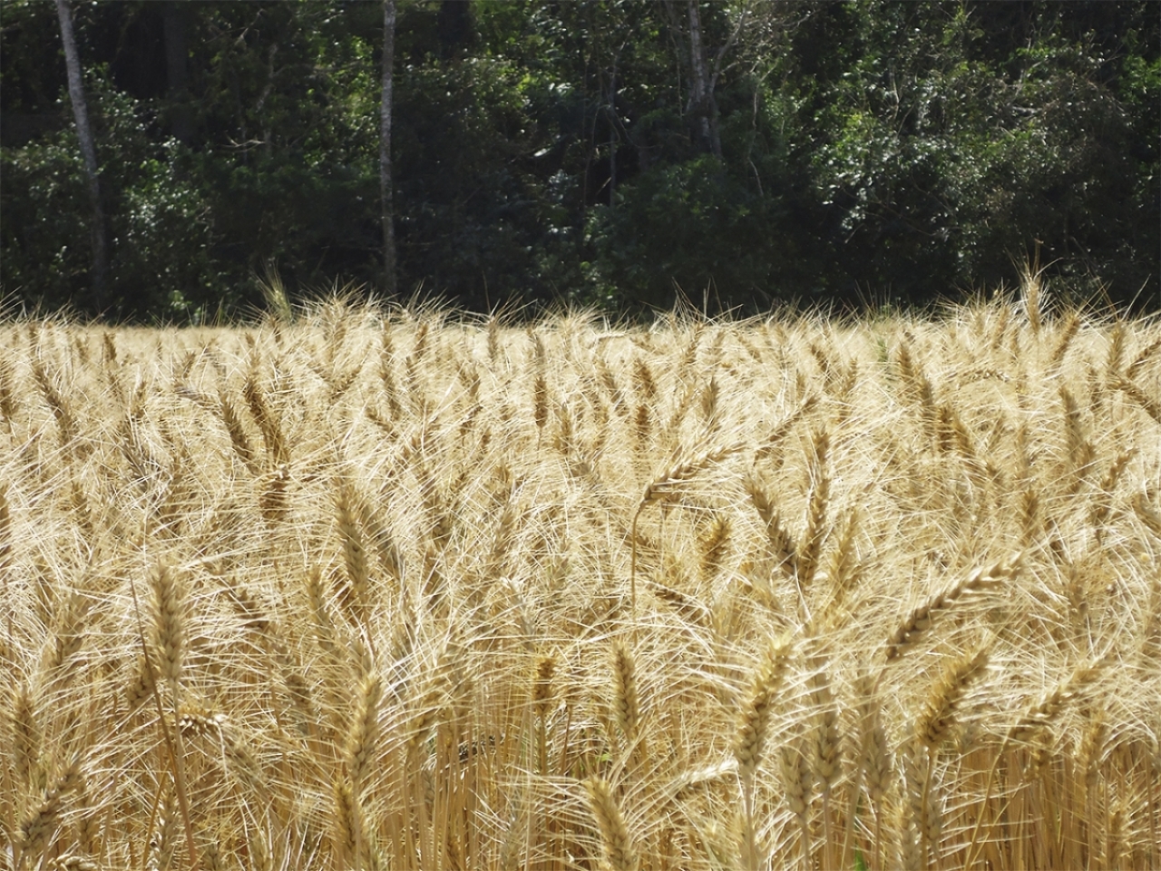Mejoramiento y difusión de variedades de trigo en tres zonas productoras del departamento de Santa Cruz