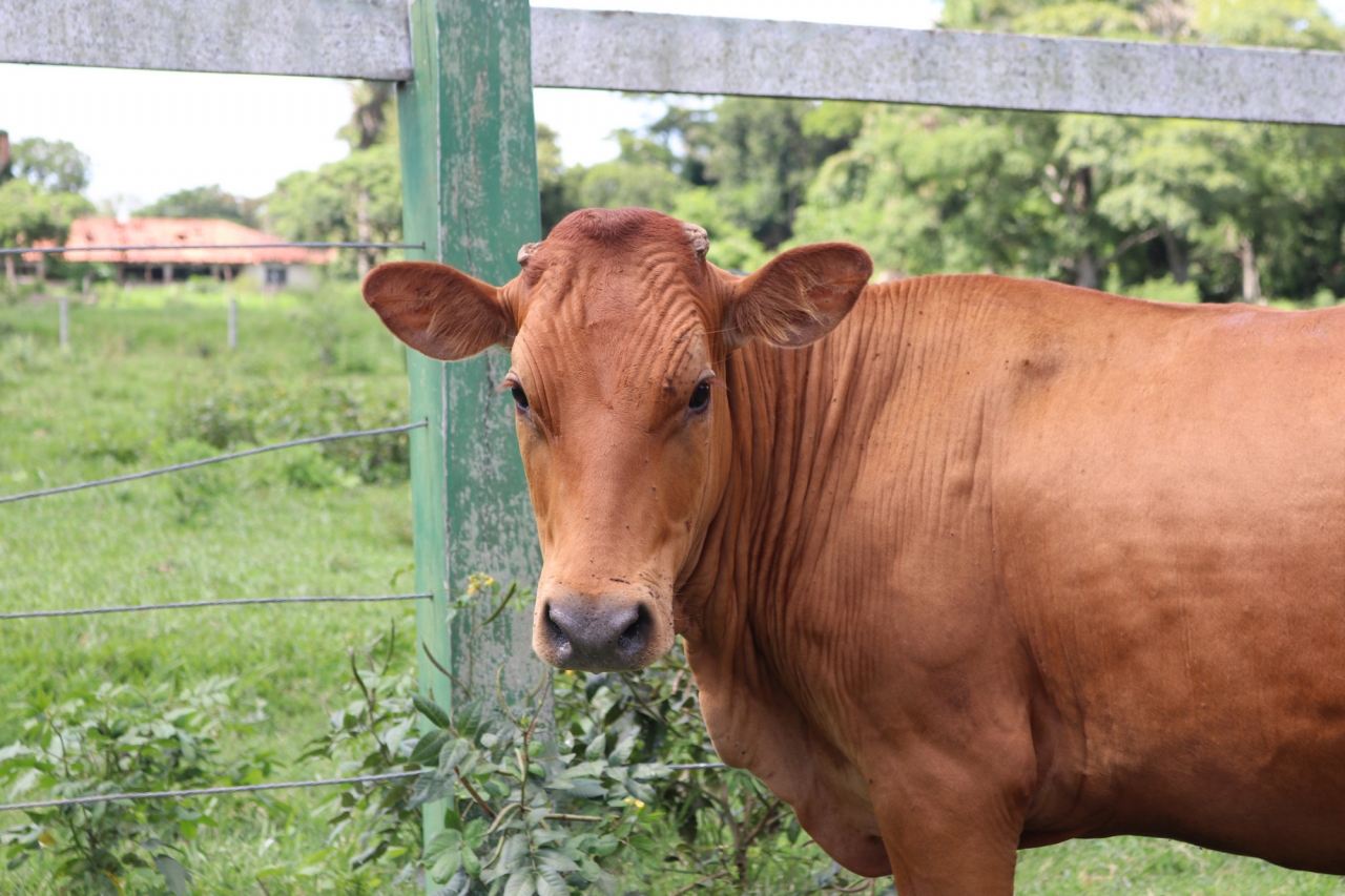 Mejoramiento genético de la ganadería bovina y ovina en 4 zonas productoras del departamento de Santa Cruz