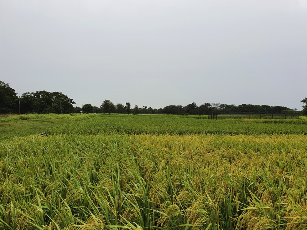 Mejoramiento del sistema de producción de semillas certificadas de arroz en la estación experimental agrícola de Saavedra