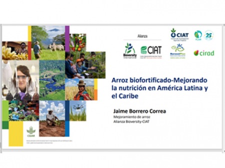 Arroz biofortificado-Mejorando la nutrición en América Latina y el Caribe