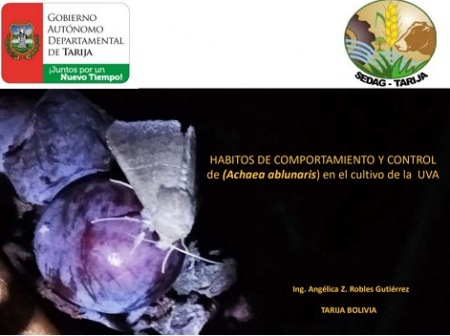 Hábitos de comportamianto y control de la Achaea Abunaris en el cultivo de uva Hábitos de comportamianto y control de la Achaea Abunaris en el cultivo de uva