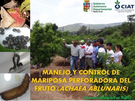 Manejo y control de la mariposa perforadora del fruto Manejo y control de la mariposa perforadora del fruto