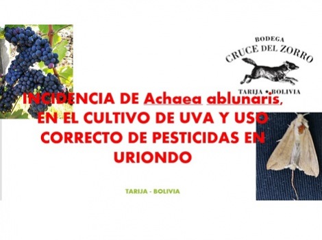 Incidencia de Achaea Ablunaris en cultivo y uso correcto de pesticidas en Uriondo Incidencia de Achaea Ablunaris en cultivo y uso correcto de pesticidas en Uriondo