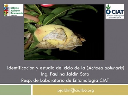 Identificación y ciclo de la Achaea Ablunaris Identificación y ciclo de la Achaea Ablunaris